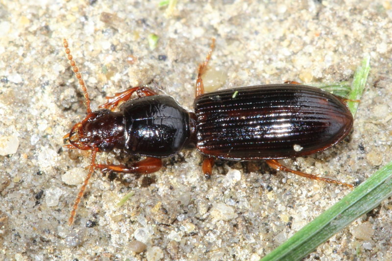 Clivina (Clivina) fossor