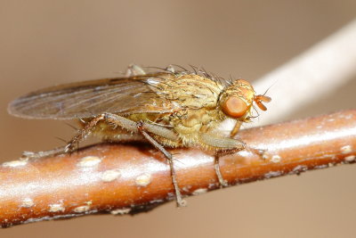 Dung Fly (Scathophaga furcata), family Scathophagidae