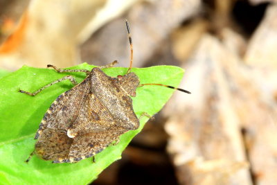 Family Pentatomidae - Stink Bugs