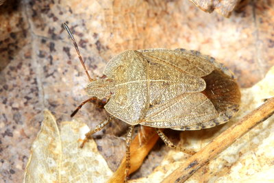 Menecles insertus