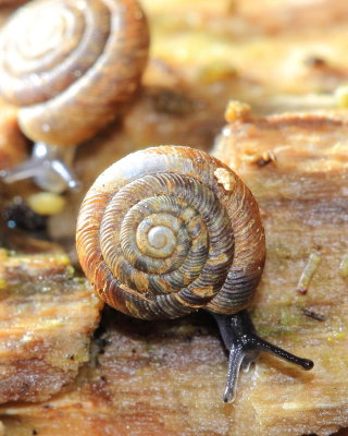 Rotund Disc (Discus rotundatus)