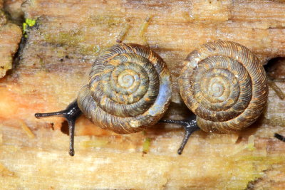 Rotund Disc (Discus rotundatus)