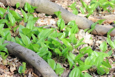 Canada Mayflower (Maianthemum canadense)