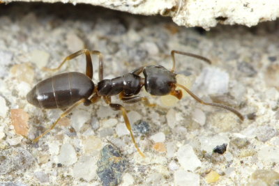 Odorous House Ant (Tapinoma sessile)