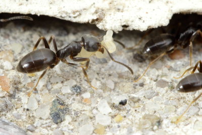 Odorous House Ant (Tapinoma sessile)