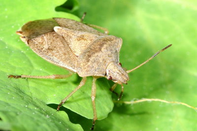 Euschistus servus euschistoides