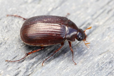 May Beetle (Serica sp.)