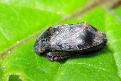 Penthimia americana (Deltocephalinae)