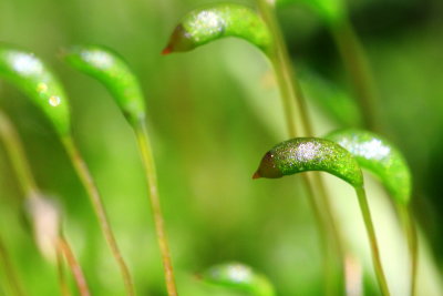 Amblystegium serpens