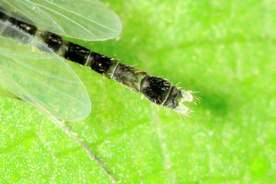 Paratendipes albimanus