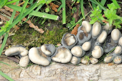 Dead Man's Fingers (Xylaria polymorpha)