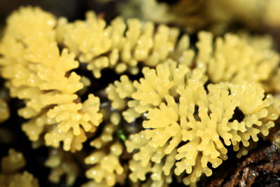 Coral Slime (Ceratiomyxa fruticulosa var. flava)
