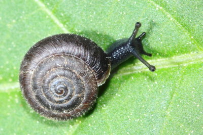 Hairy Helicellid (Trochulus hispidus)