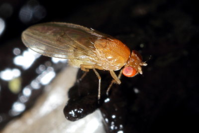Drosophila falleni