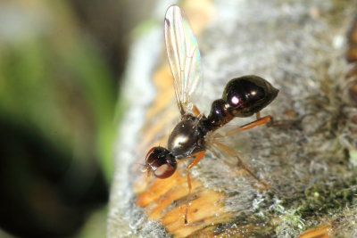 Family Sepsidae - Antlike Scavenger Flies