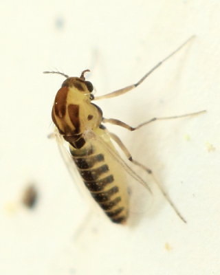 Orthocladiinae