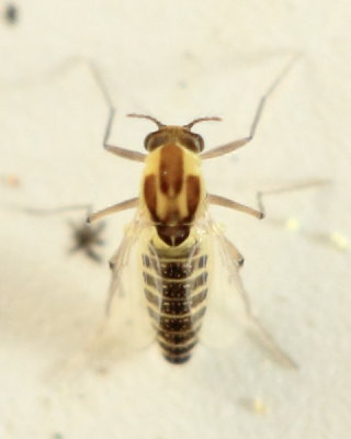 Orthocladiinae