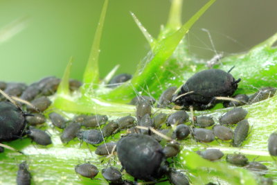Cowpea Aphids (Aphis (Aphis) craccivora)