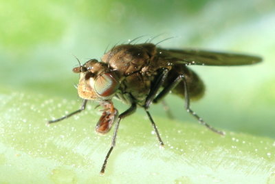 Scatella stagnalis (Ephydrinae)