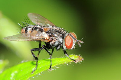 Family Tachinidae - Parasitic Flies