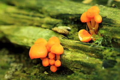 Mycena leaiana