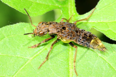 Gold-and-brown Rove Beetle (Ontholestes cingulatus)
