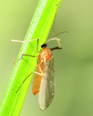 Gall Midge (Cecidomyiinae)