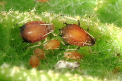 Aphid (Aphis) sp.