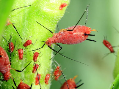 Red Goldenrod Aphid (Uroleucon sp.)