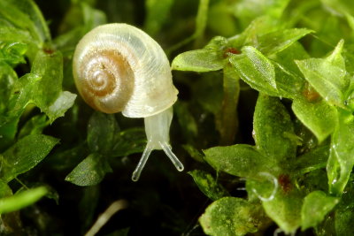 Gastropoda - Snails & Slugs