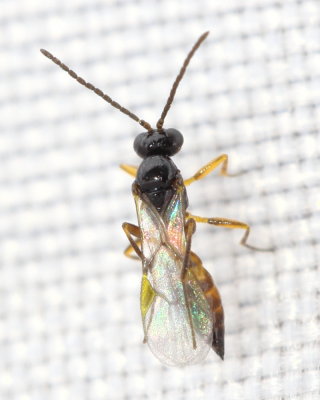 Lysiphlebus sp. (Aphidiinae)