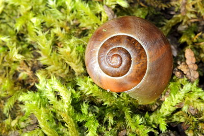 Grove Snail (Cepaea nemoralis)