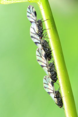 Poplar Leaf Aphids (Chaitophorus populicola)