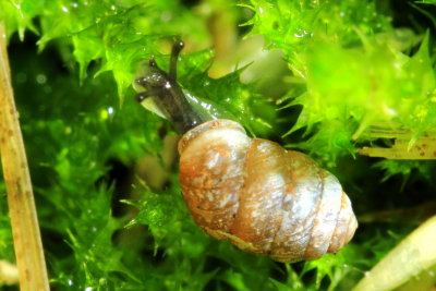 Widespread Column (Pupilla muscorum)