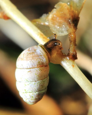 Widespread Column (Pupilla muscorum)