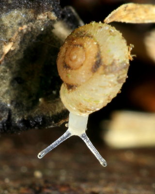 Vallonia cf. costata