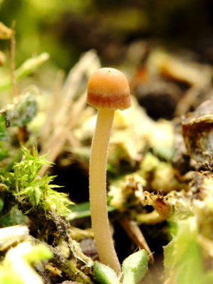 Lawn Mower's Mushroom (Panaeolus foenisecii)