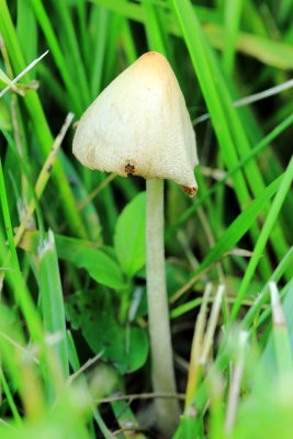 White Dunce Cap (Conocybe apala)