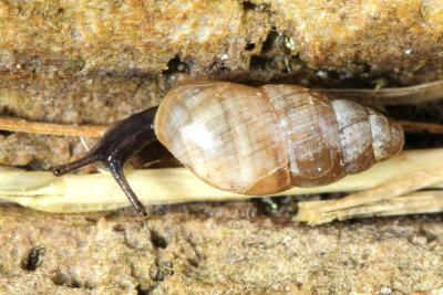Cochlicopa cf.