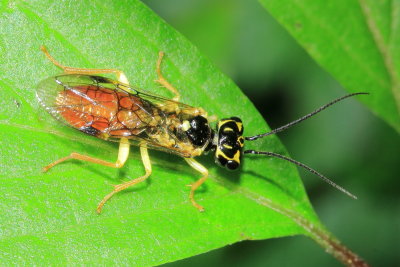 Onycholyda quebecensis, family Pamphilidae