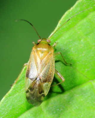 Neolygus sp. (Mirinae)