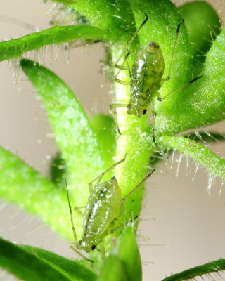 Sitobion cf. avenae
