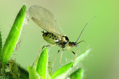 Sitobion cf. avenae