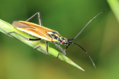 Meadow Plant Bug, Leptopterna dolabrata (Mirinae)