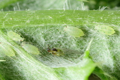 Capitophorus cf. carduinus