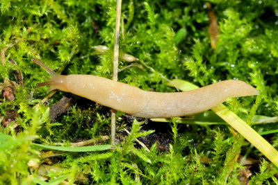 Milky Slug (Deroceras reticulatum)