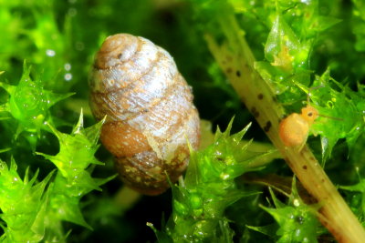 Widespread Column (Pupilla muscorum)