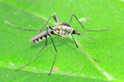 Eastern Treehole Mosquito, Ochlerotatus triseriatus