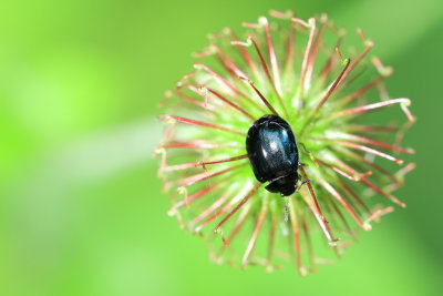 Imported Willow Leaf Beetle (Plagiodera versicolora)
