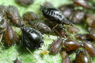 Black Cherry Aphid (Myzus cerasi)